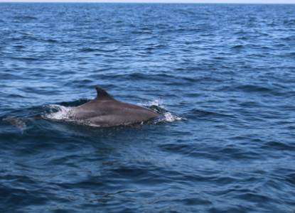 Dolphin Watching Oman