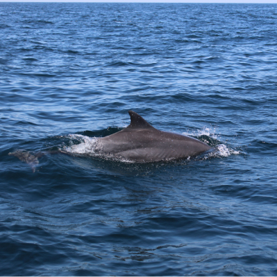 dolphin watching muscat