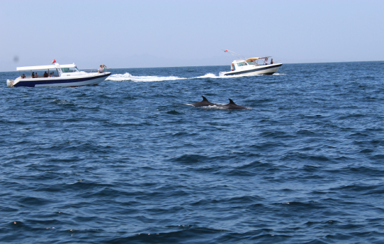 Dolphin Watching Oman